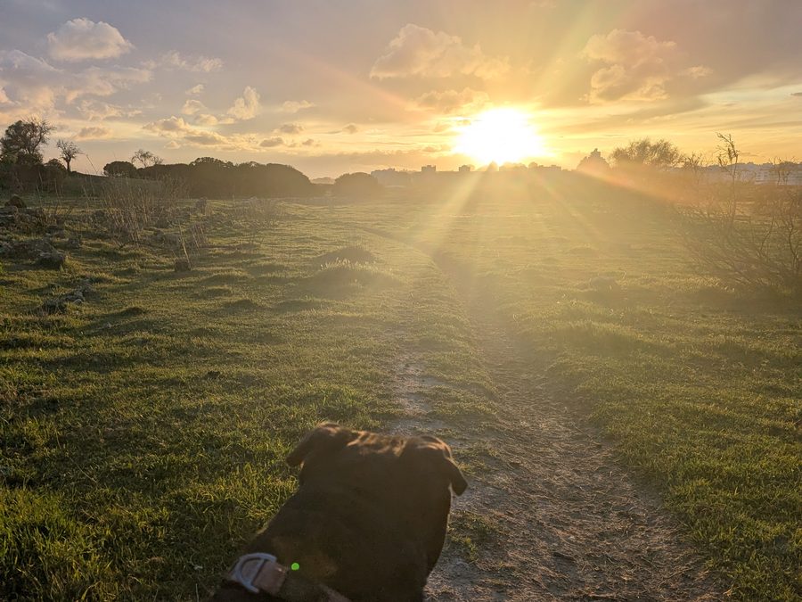 A walk at sunset with the green LED of a GPS tracker glowing on the collar