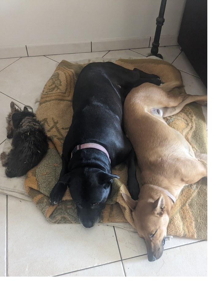 Three dogs sleeping together at the Paws Peradise villa in Pêra, Algarve