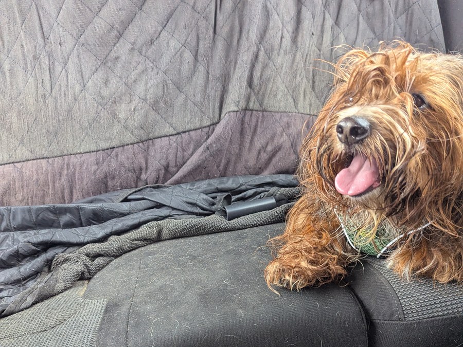 Two dogs settled in the back seat on their way to Pêra, Algarve