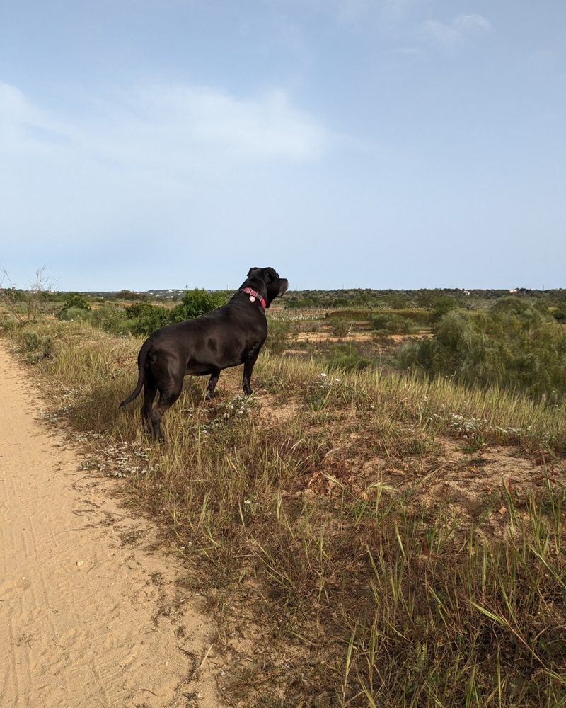 Tara, a black senior pitbull, alert on a dirt path in the Algarve countryside